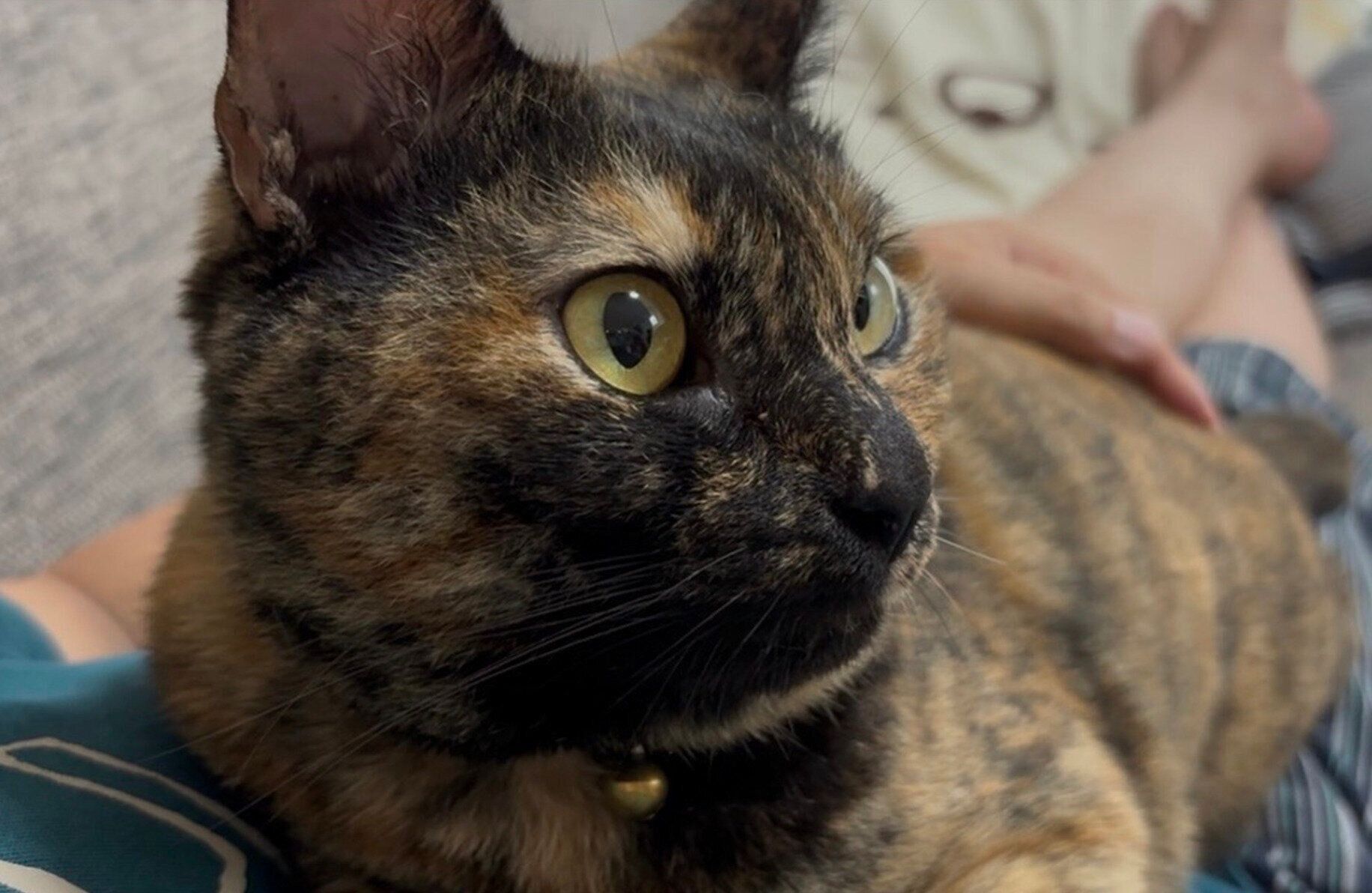 飼い主さんの妻の上でくつろぐフレアちゃん