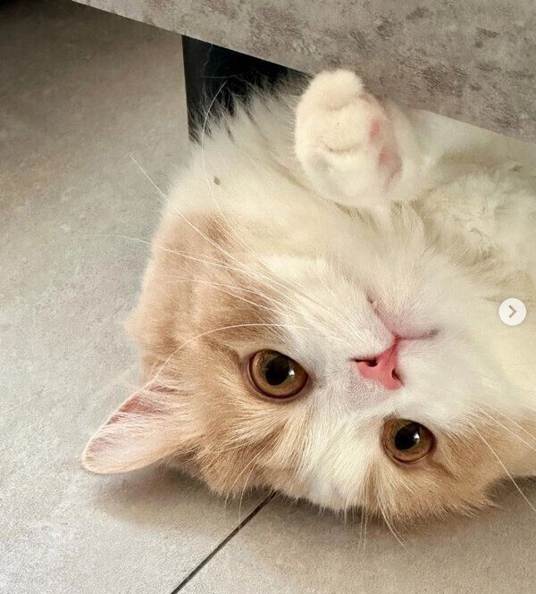 くつろぐサクラくん