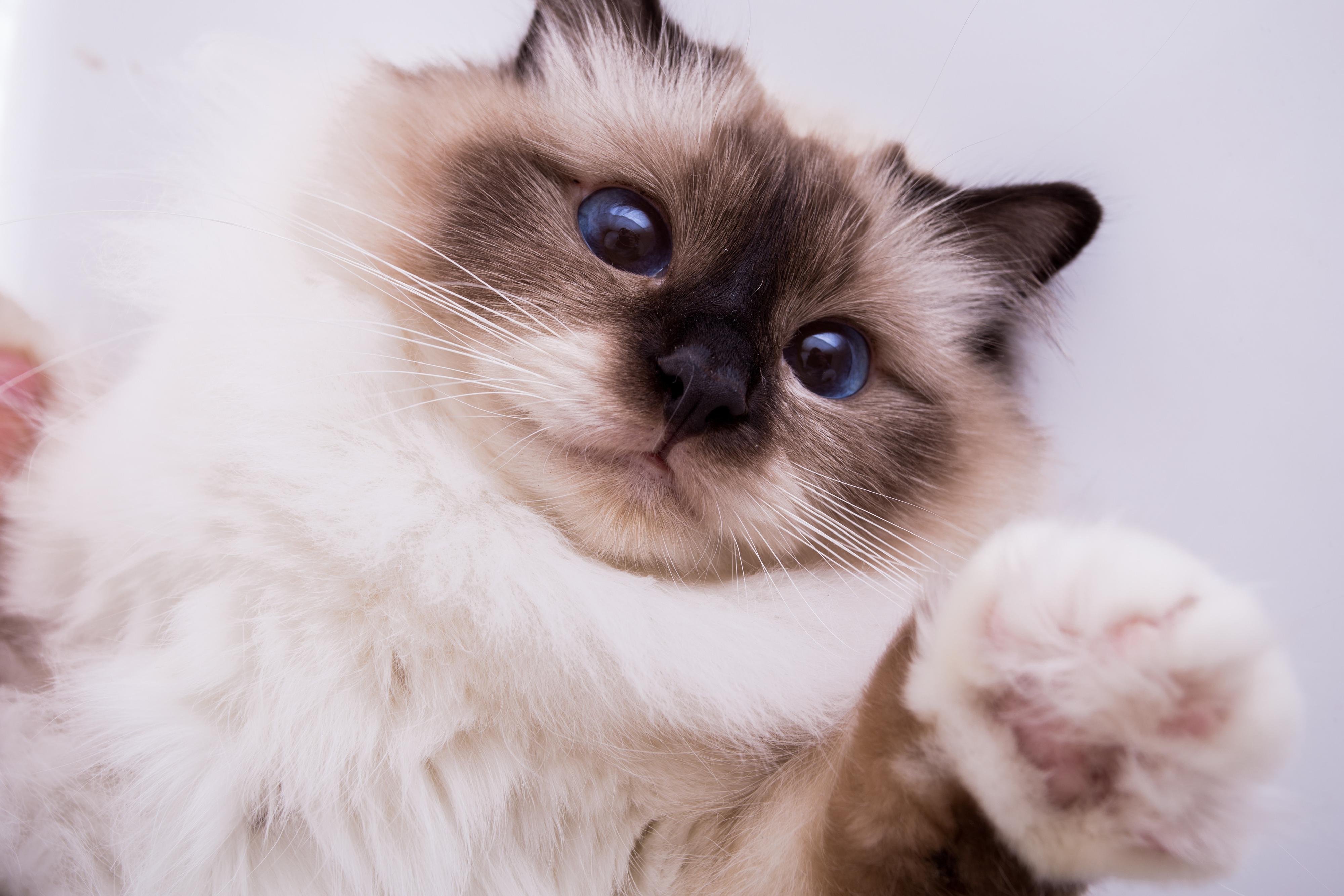 バーマンの特徴と性格 飼い方 価格相場など 猫図鑑 ねこのきもちweb Magazine