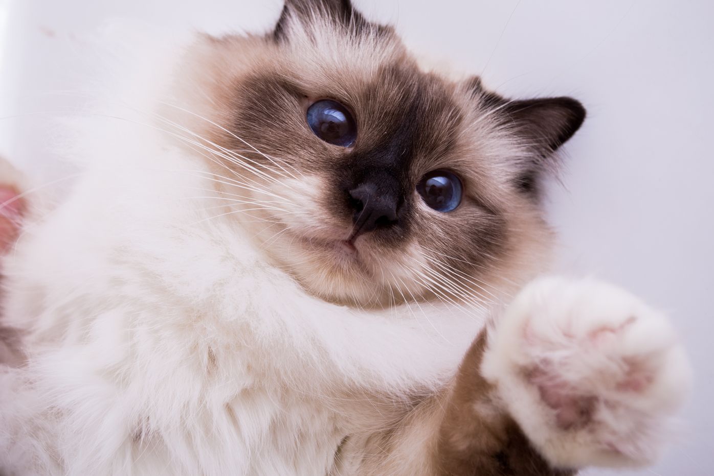 バーマンの特徴と性格 飼い方 価格相場など 猫図鑑 ねこのきもちweb Magazine バーマンの特徴と性格 飼い方 価格相場など 猫図鑑 ねこのきもちweb Magazine