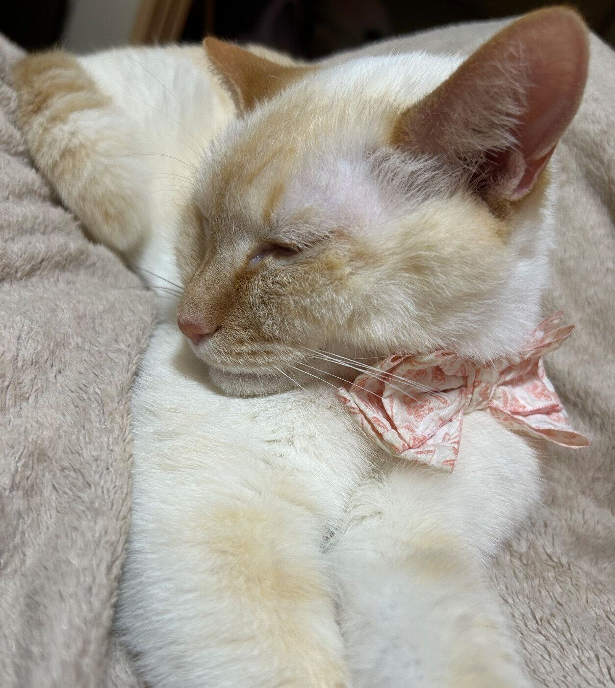 まったりする白玉ちゃん