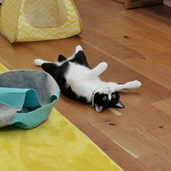 床暖房でくつろぐ猫