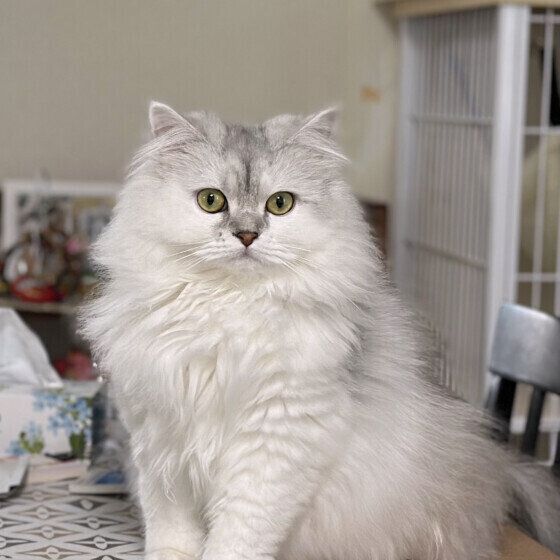 シャンプー後のラガマフィン・ここちゃん