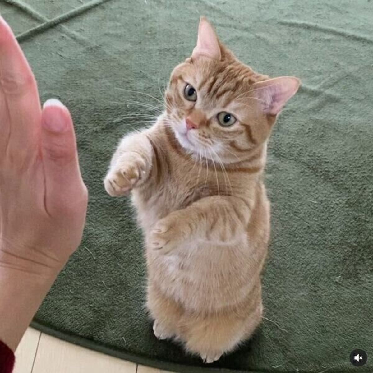 子猫の頃から見せていた 愛らしい おねだり ポーズで話題の猫の素顔に迫る ねこのきもちweb Magazine 子猫の頃から見せていた 愛らしい おねだり ポーズで話題の猫の素顔に迫る ねこのきもちweb Magazine