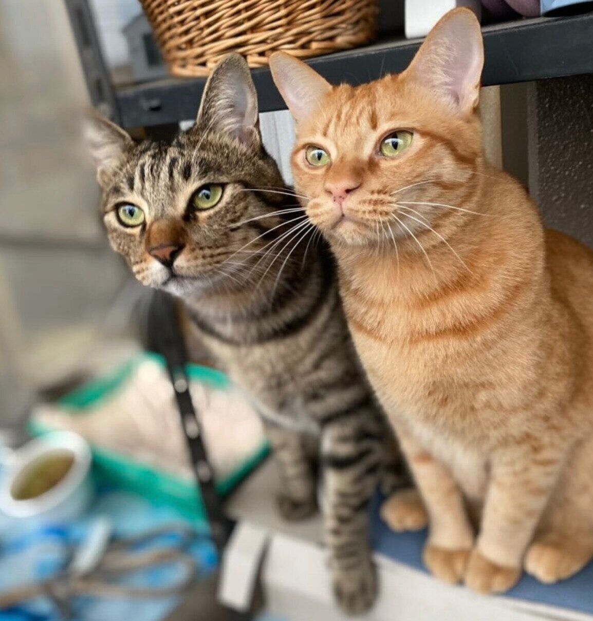 寄り添うもずくくん、つくしくん