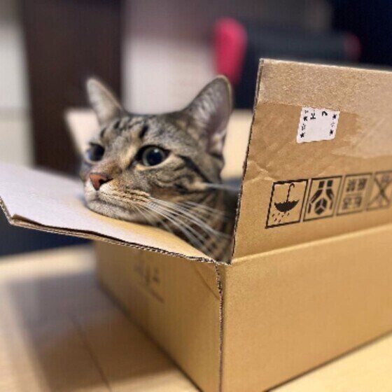 箱に入るMIXの男の子