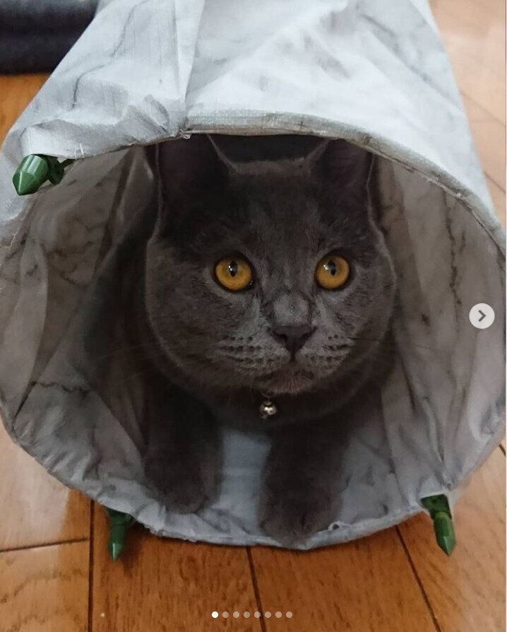 猫トンネルをくぐるLUCIENちゃん