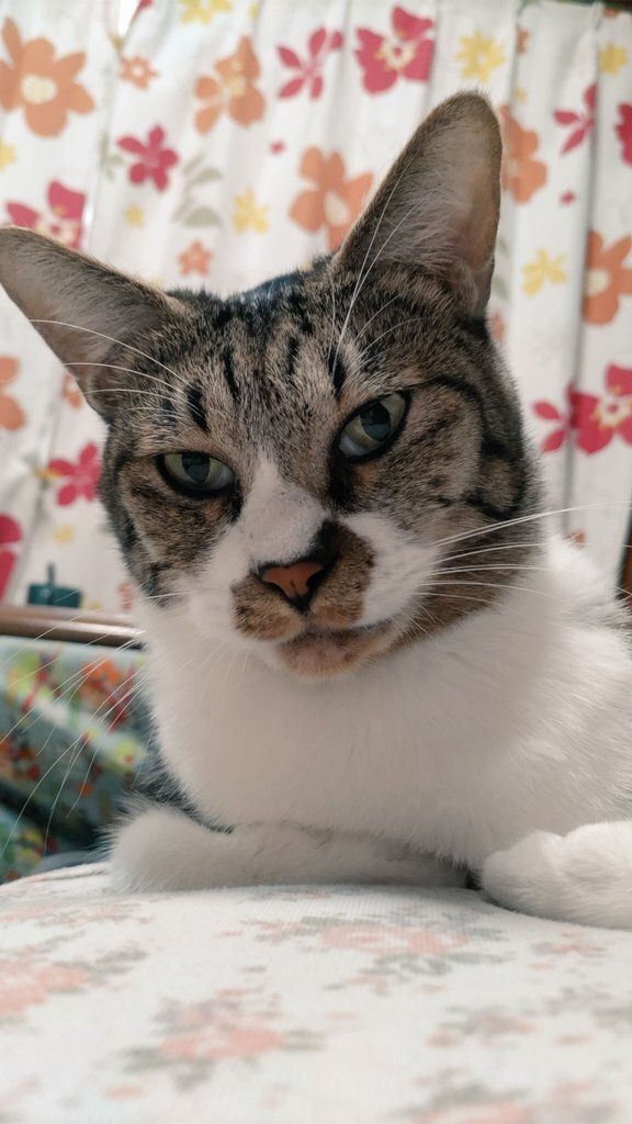 飼い主の上でくつろぐ猫