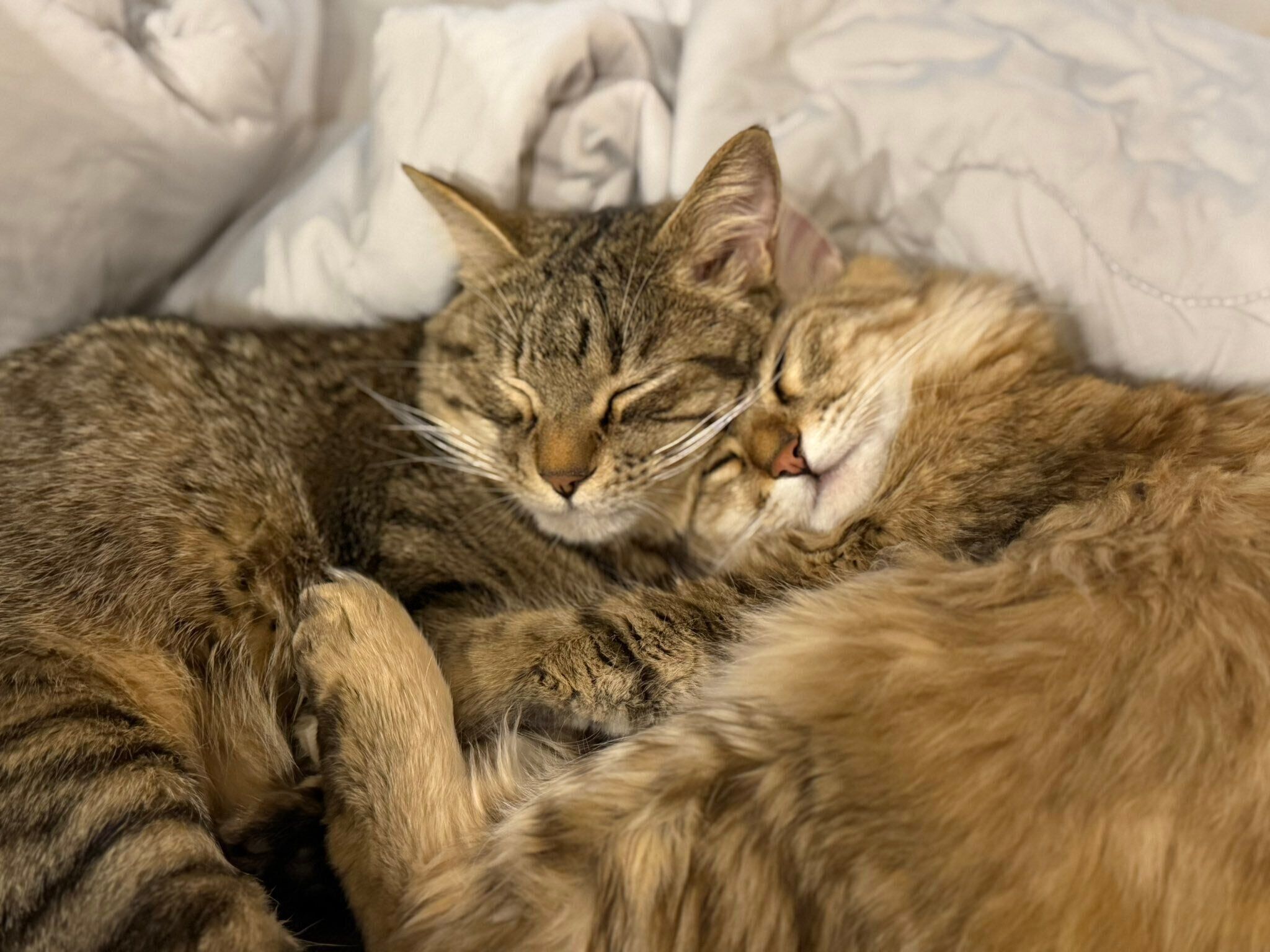 仲よく眠るルルくんとララちゃん