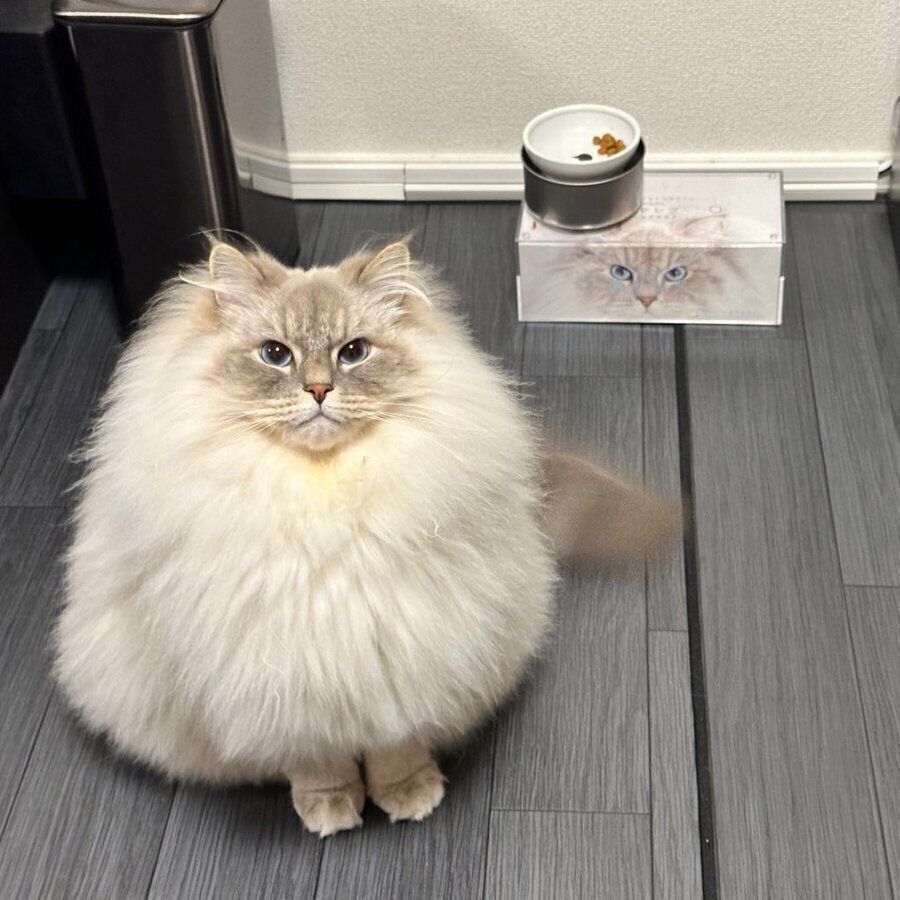 飼い主さんを見上げるイレブンくん