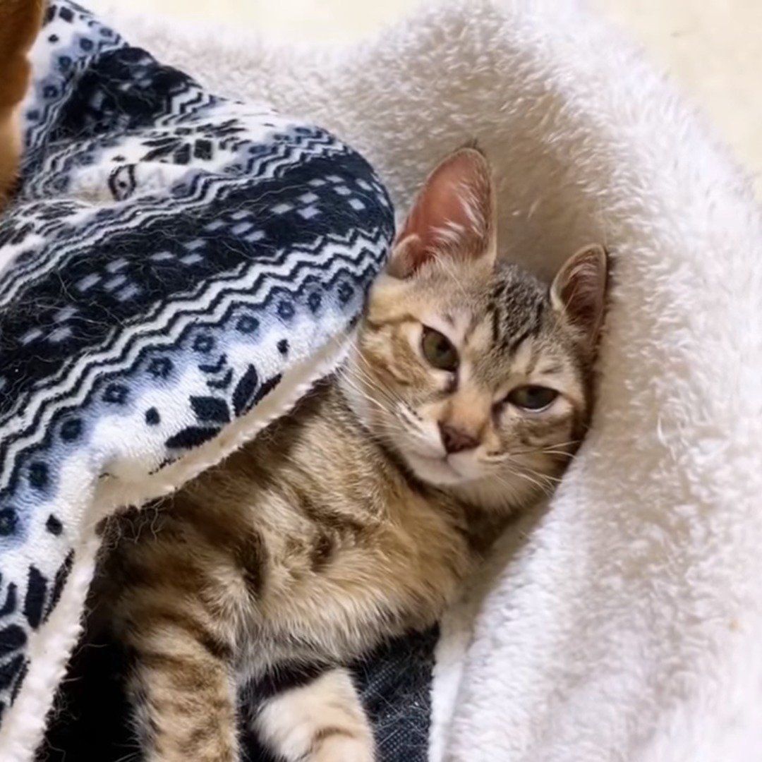 もぐりこむ猫ちゃん