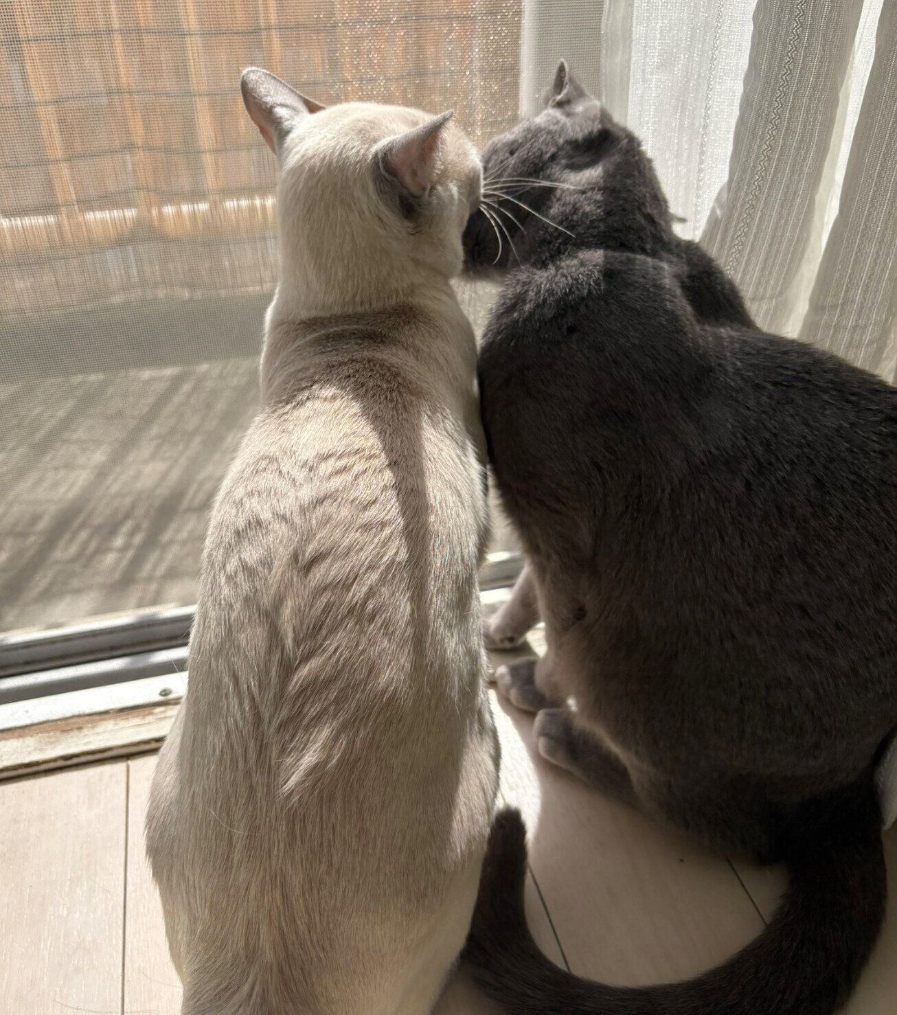 仲良くニャルソックをするカイくん、モカちゃん