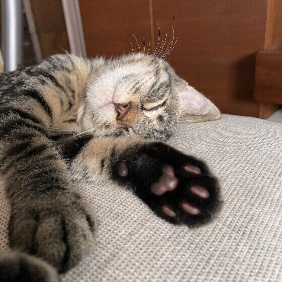 熟睡中のにぃにちゃん