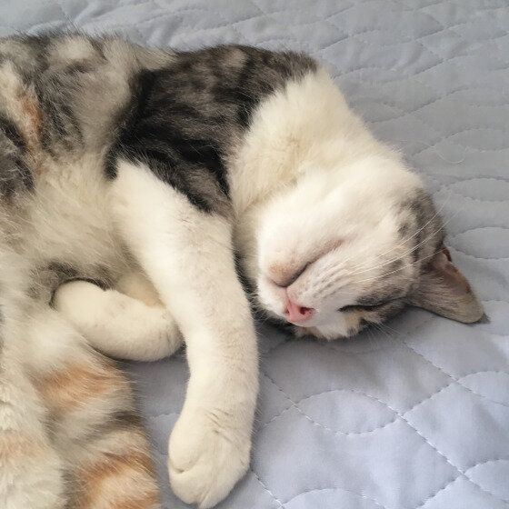 サバトラ猫のちょこちゃん