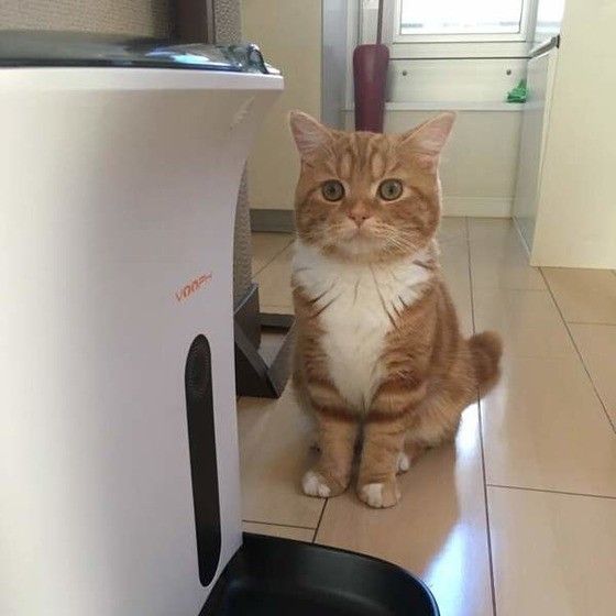 ご飯をおねだりしているスコティッシュフォールド