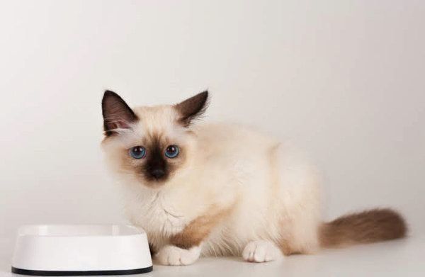 ごはんを食べる猫