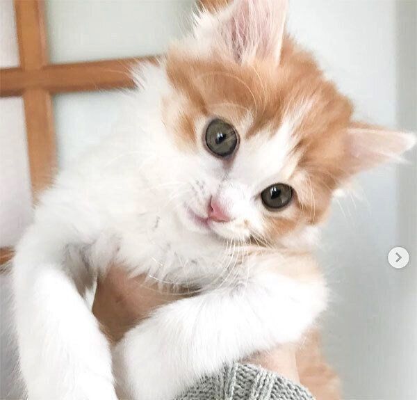 首をかしげるのぶおちゃん