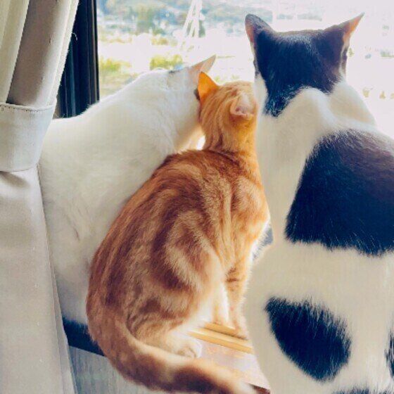 アメリカンショートヘアのマロンくん