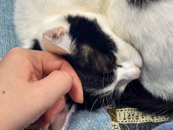 なでられて気持ち良さそうなむすびくん