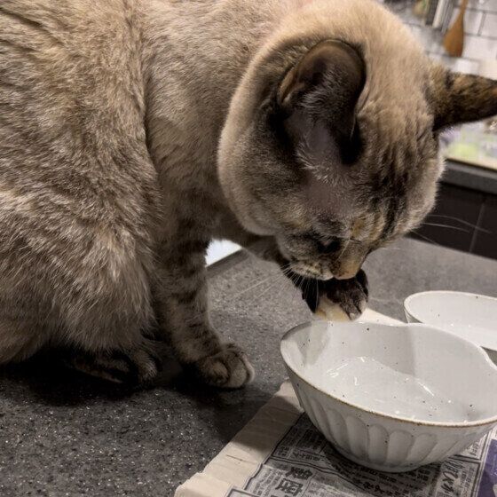 日本ネコのシロちゃん