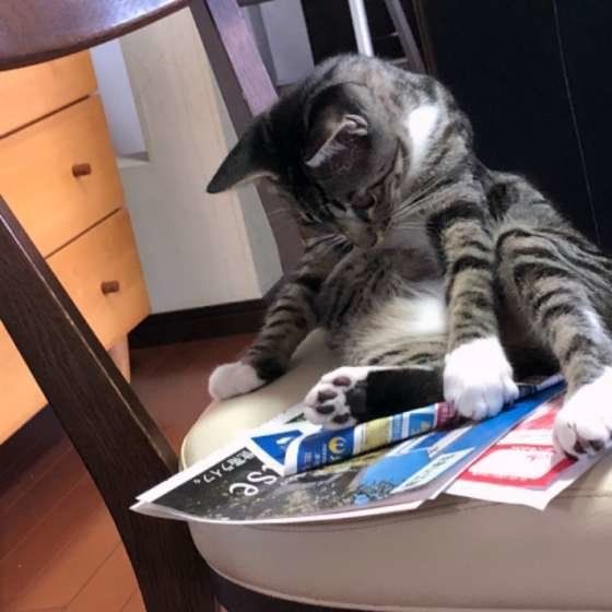 チラシを見る猫