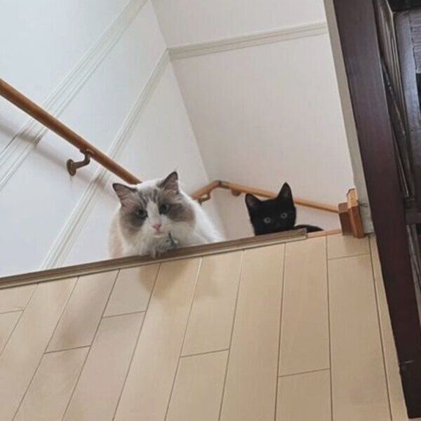 「兄貴」のキナコくんと一緒に行動するヨルくん