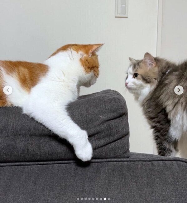 見つめ合うはなちゃんとさっくん