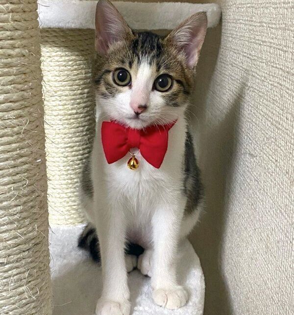 見つめるおとーふちゃん