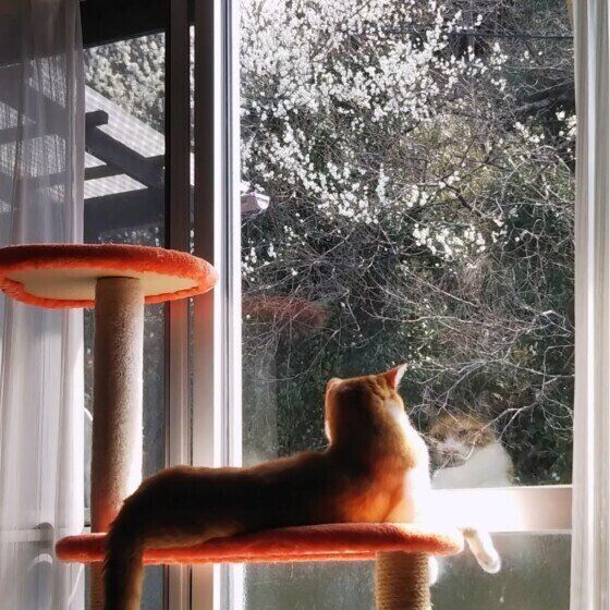 窓辺の球くん（MIX）