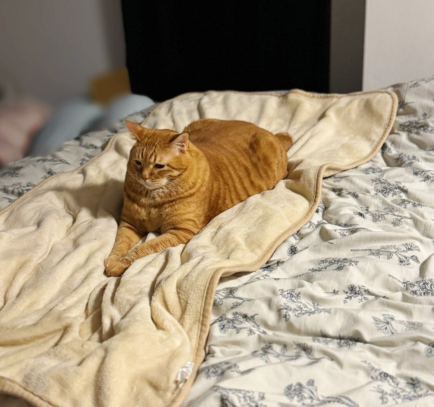 寝室で拗ねるとらまるくん