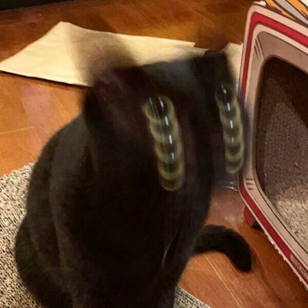 顔がブレブレなアビーちゃん