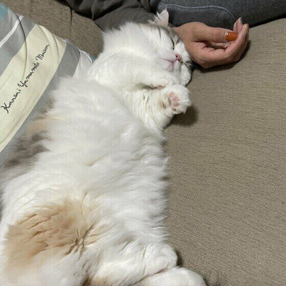 飼い主さんの手にくっつくミヌエットのラテちゃん