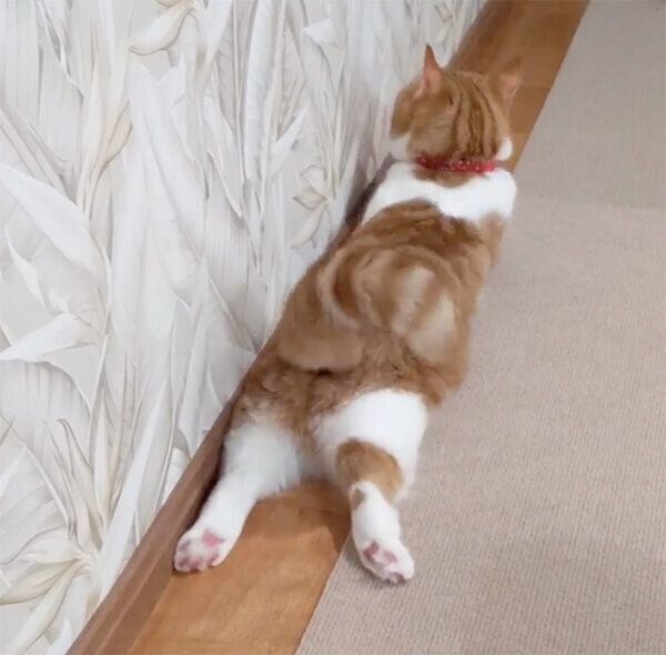 おしりが可愛いむぎちゃん