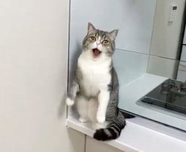 あくびのクセが強すぎるもちまるくん