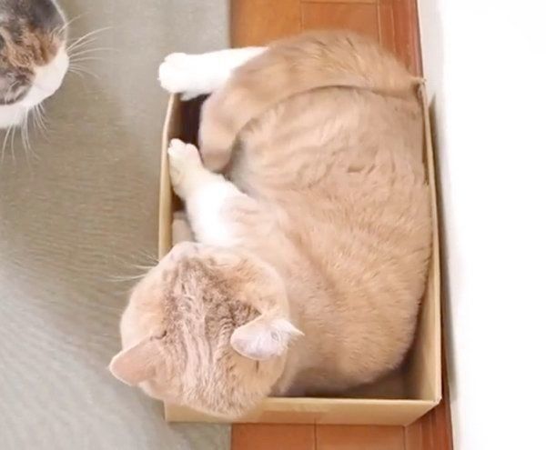 見つめ合うネネちゃんとララちゃん