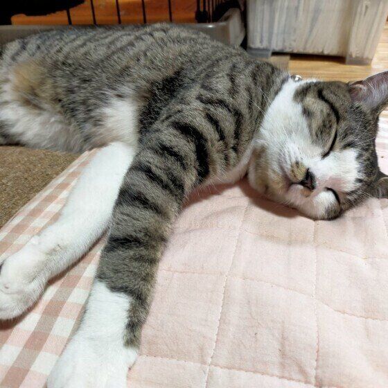 ミケ猫のここあちゃん