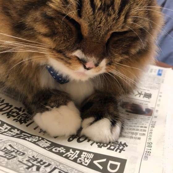 うにくん　MIXキジトラ