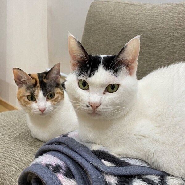 飼い主さんを見つめるハルちゃんとモチちゃん