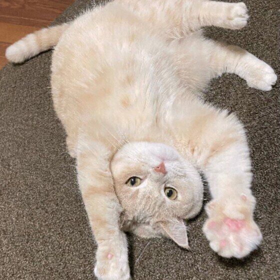 マンチカンのむぎちゃん♪