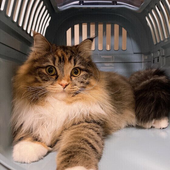 キャリーに入るうにもちゃん