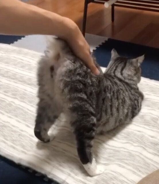 「おしりトントン」が好きな影丸くん