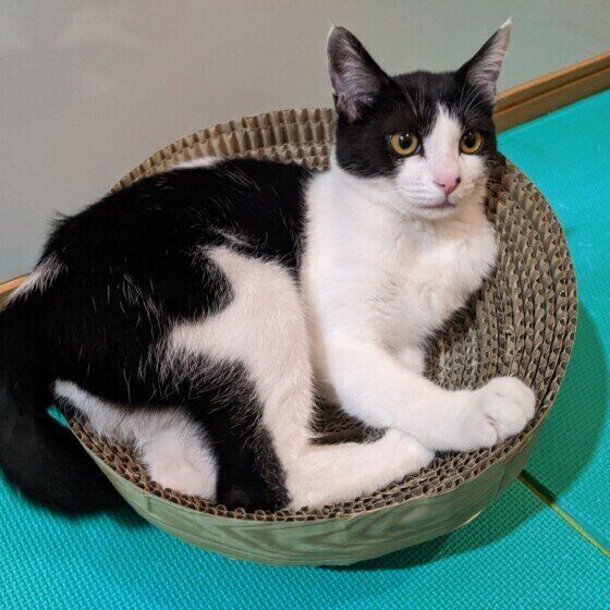 爪とぎでくつろぐ茉莉花ちゃん