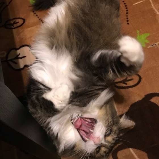 ヘソ天するノルウェージアンフォレストキャット