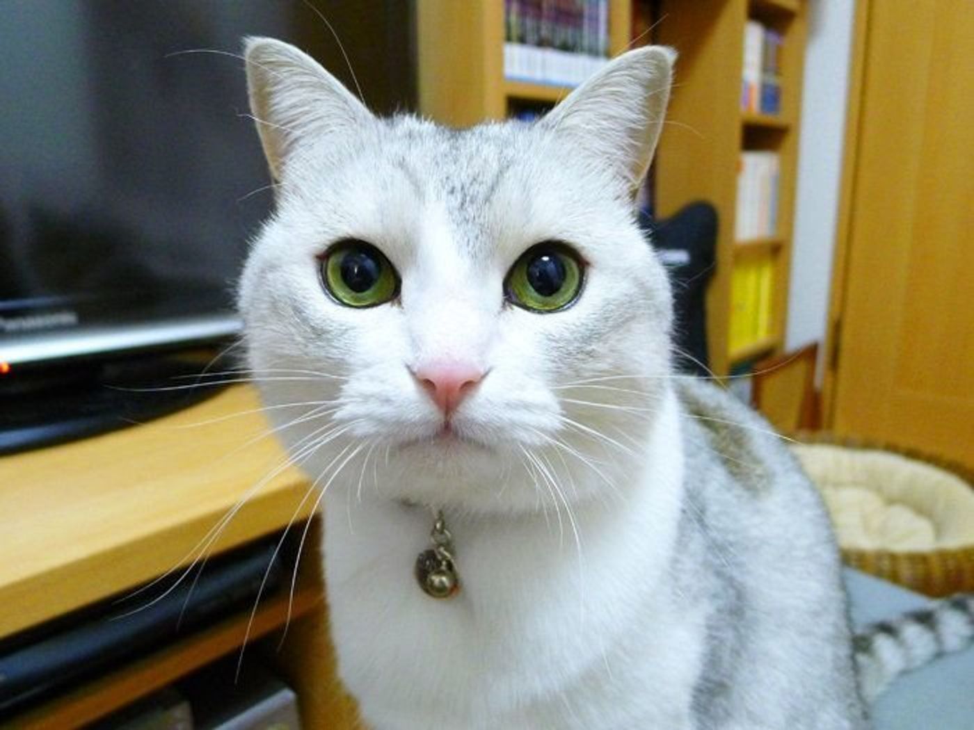 大きさが魅力 猫の目のお話 本日もねこ晴れなり Vol 237 ねこのきもちweb Magazine 大きさが魅力 猫の目のお話 本日もねこ晴れなり Vol 237 ねこのきもちweb Magazine