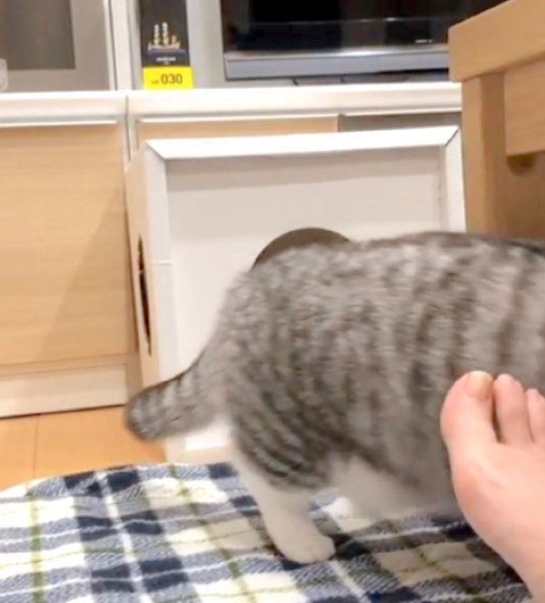 チェックが厳しいマンチカン