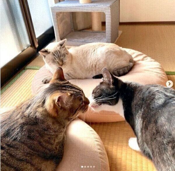 まったりするこんぶちゃん、みー2ちゃん、こぱんだん花子ちゃん