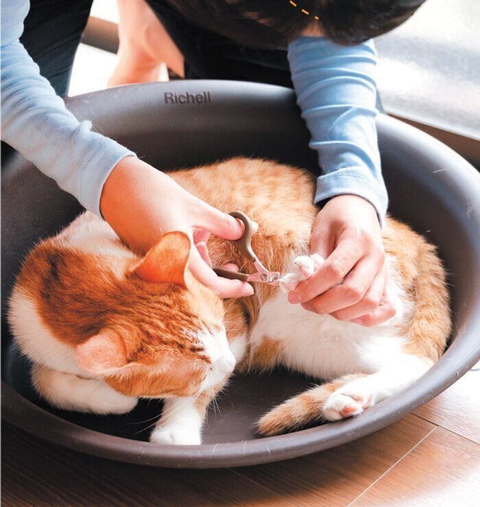 ウトウト中にこっそり切り