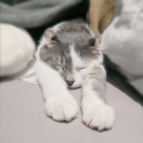 眠るマンチカール