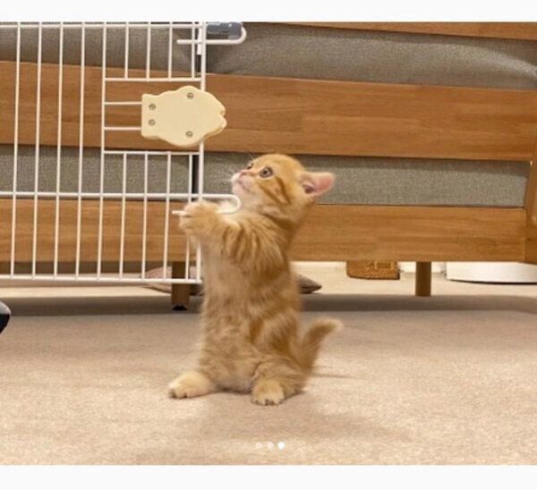 ケージの扉が気になるメリダちゃん