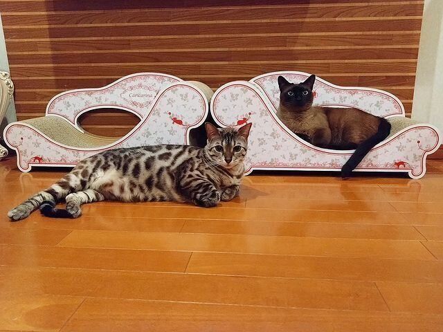 ベンガルのバニラちゃんとトンキニーズのチョコちゃん